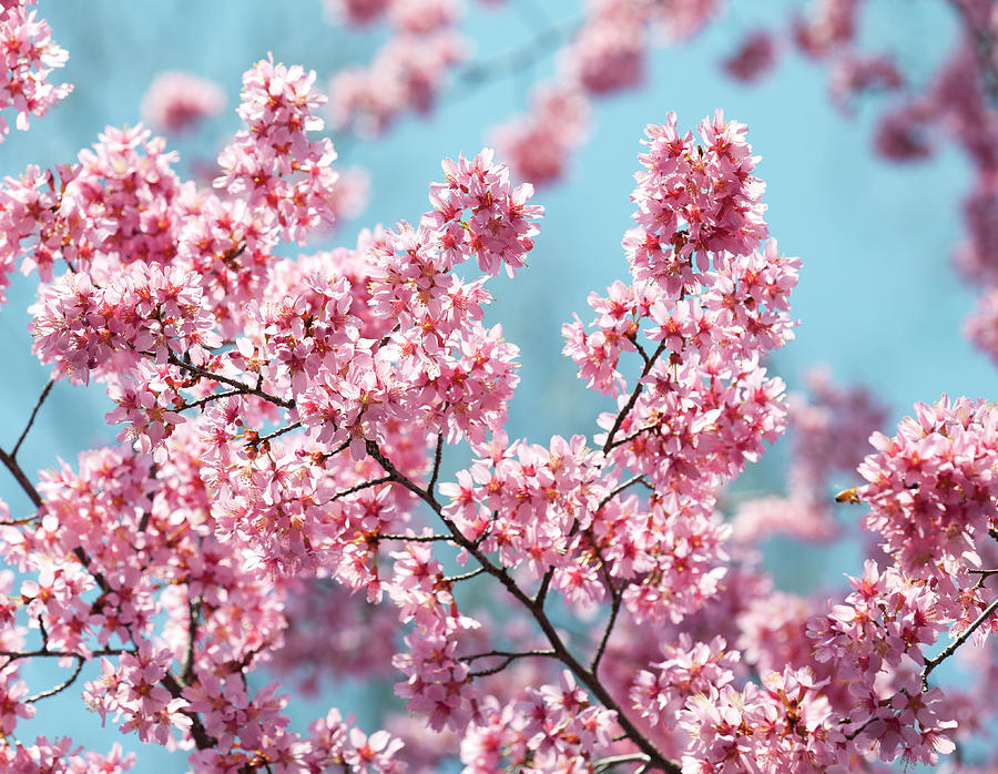Cherry Blossoms Photograph by Joecicak