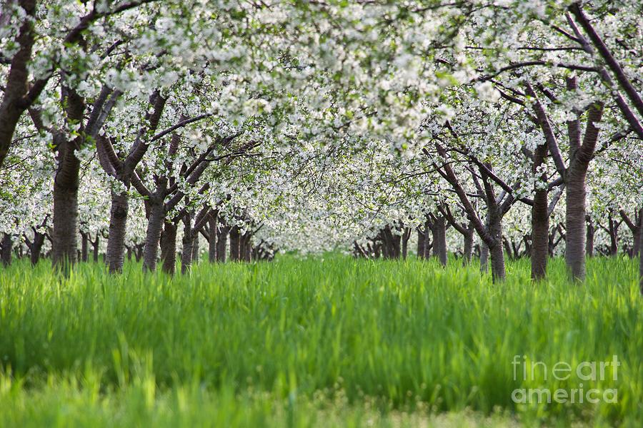 Cherry Blossoms Photograph by John Fabina