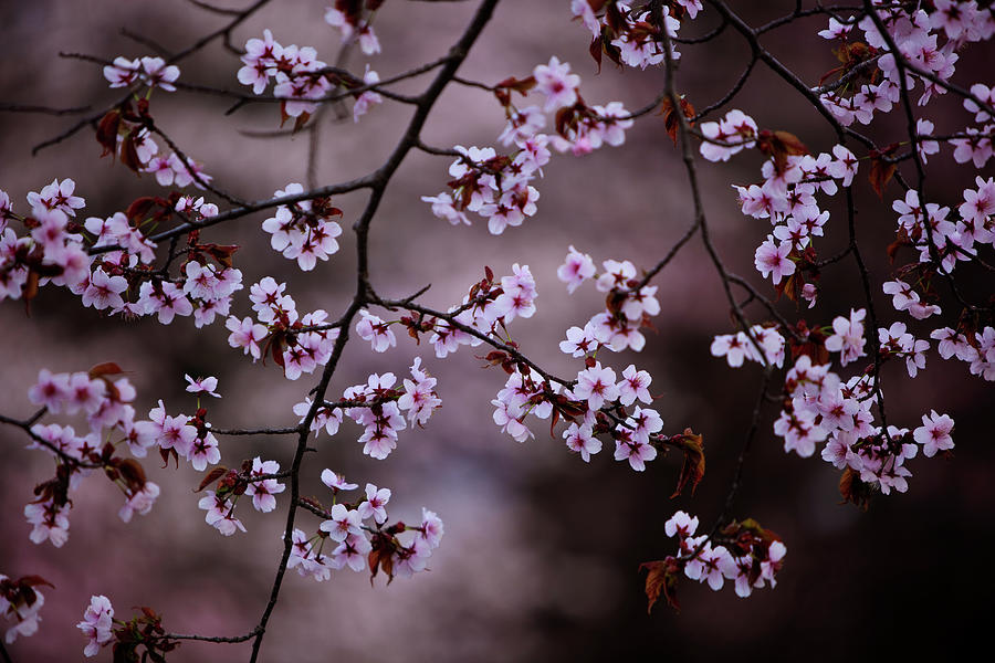 Cherry Blossoms Photograph by Kelly Cheng Travel Photography