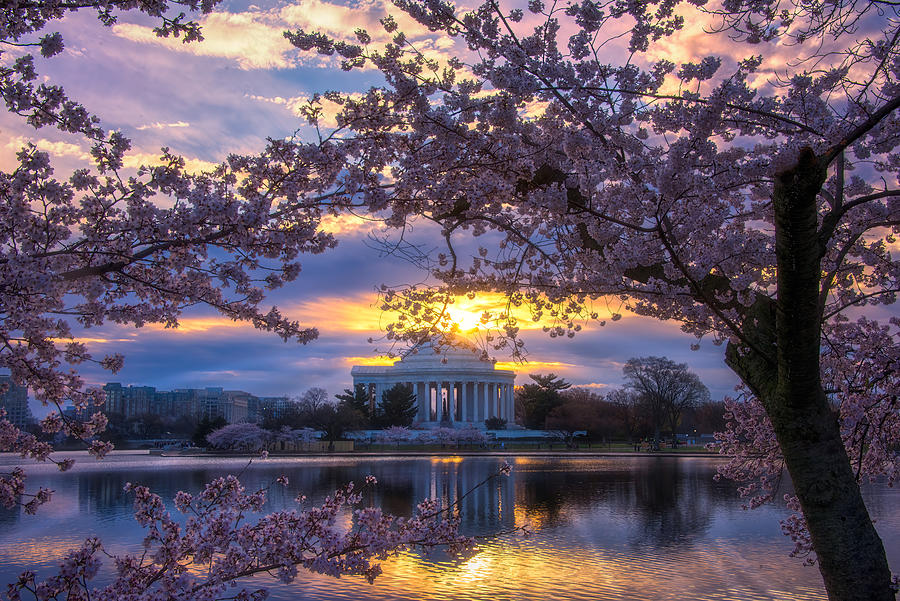 Cherry Blossoms Photograph by Ken Liang