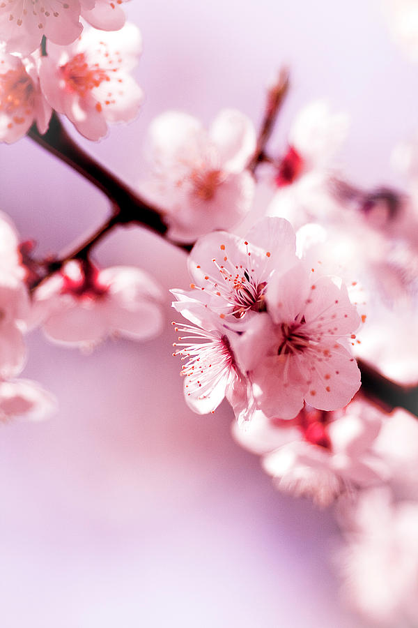 Cherry Blossoms Photograph by Lindsay Miles-pickup