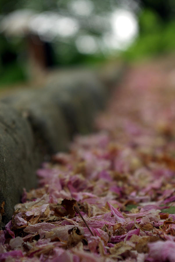 Cherry Blossoms Line A Gutter In A Photograph by Copyright Bryan Hollar