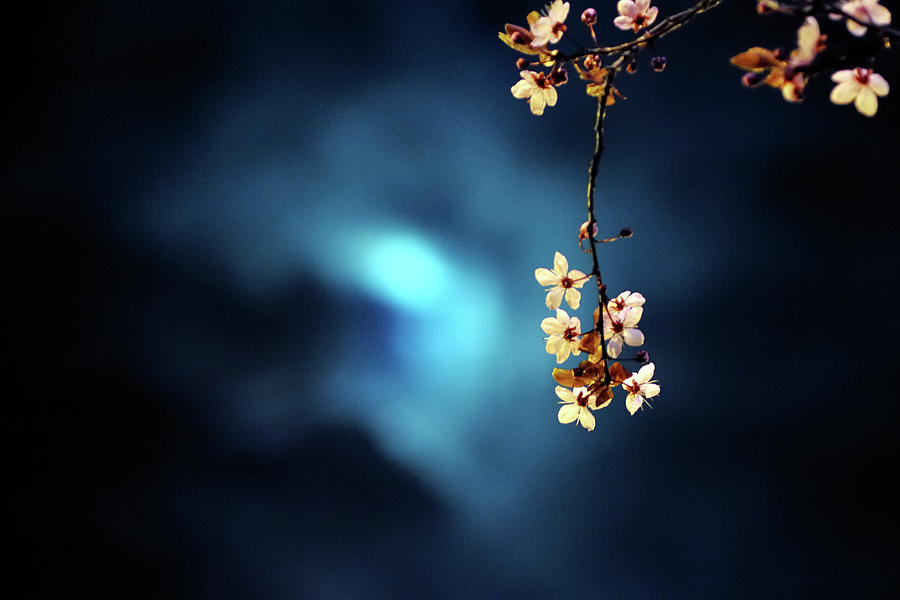 Cherry Blossoms Lit By Moon Photograph by Jung Moon