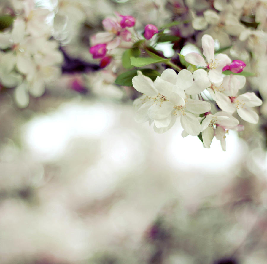 Cherry Blossoms Photograph by Liz Rusby