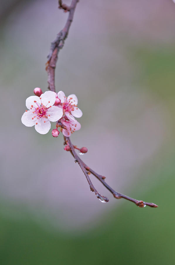Cherry Blossoms Photograph by Michael Lustbader