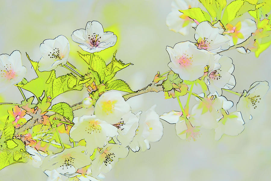 Cherry Blossoms Photograph by Minnie Gallman