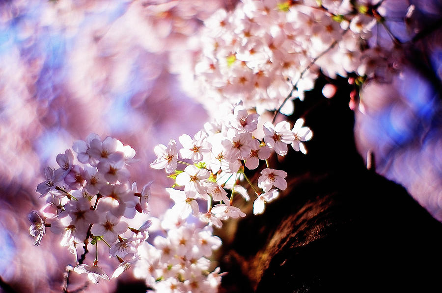 Cherry Blossoms by Moaan