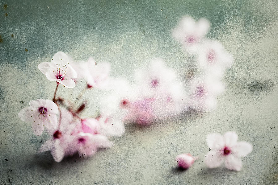 Cherry Blossoms Photograph by Nicole Young