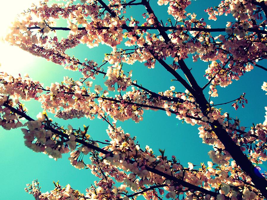 Cherry Blossoms On Blue Sky With Sun Photograph by Jill I Jamieson Photography