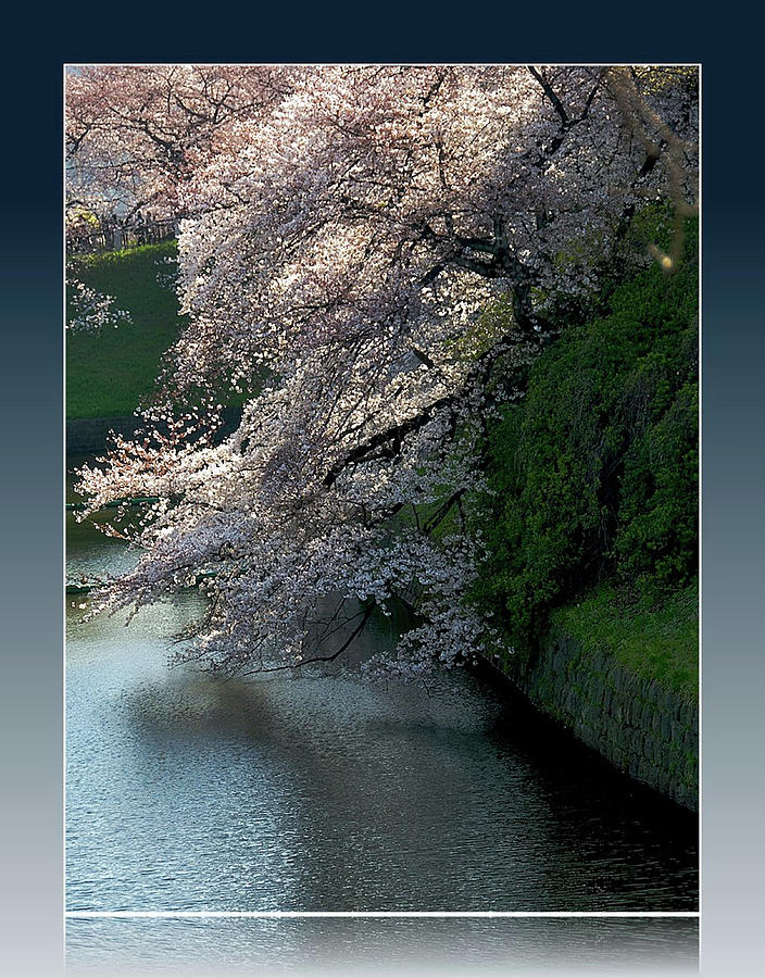Cherry Blossoms On River Photograph by I Love Photo And Apple.