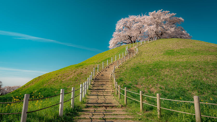 Cherry Blossoms On The Hill Photograph by Takeda Hideo