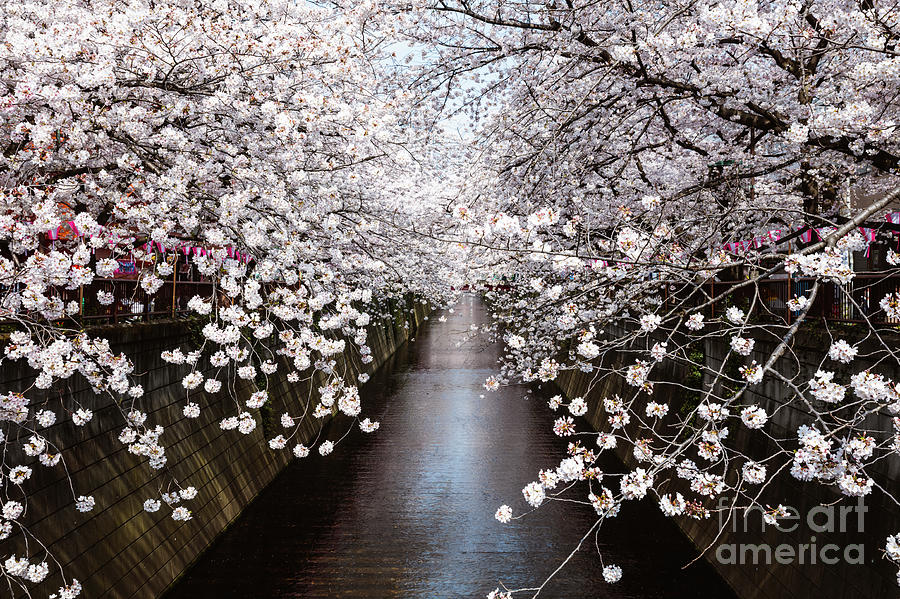 Cherry blossoms on the river, Tokyo Photograph by Matteo Colombo