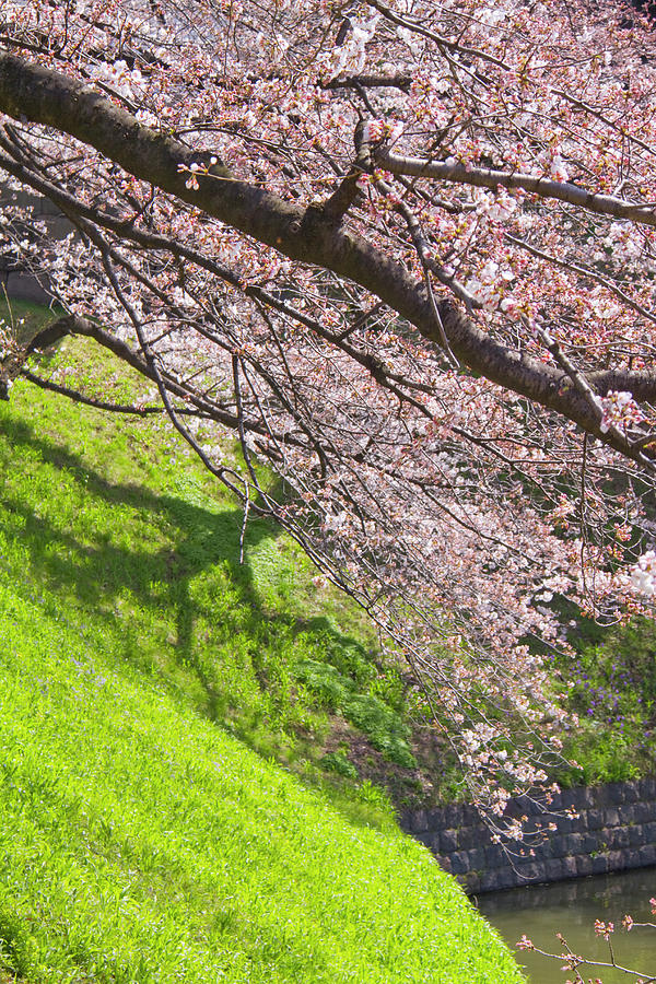 Cherry Blossoms Over A Green Lawn Photograph by Daisuke Morita