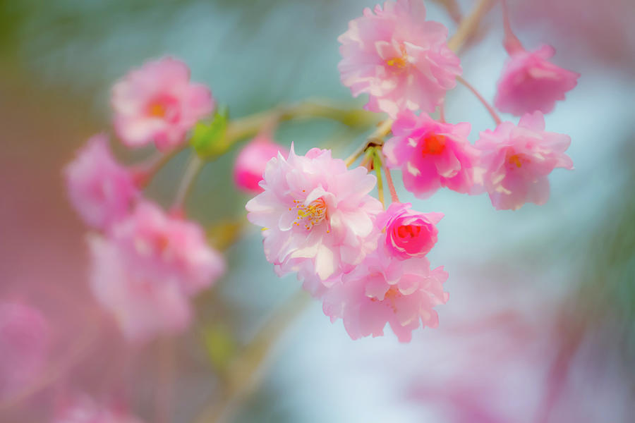 Cherry Blossoms Photograph by Photography By Dalang5