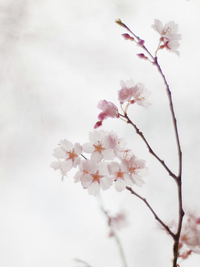 Flowers Still Life Photograph - Cherry Blossoms by Polotan