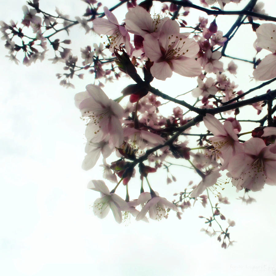 Cherry Blossoms Photograph by Ronaldo F Cabuhat Retrato