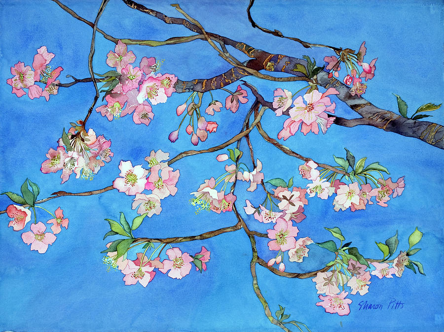 Cherry Blossoms Painting - Cherry Blossoms by Sharon Pitts