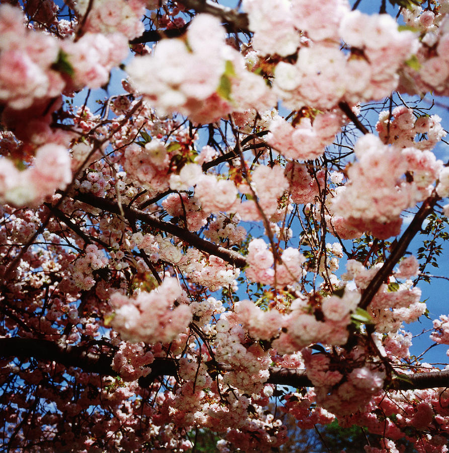 Cherry Blossoms Photograph by Silvia Otte