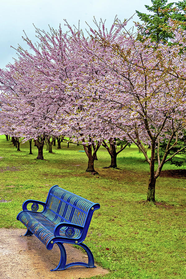 Cherry Blossoms Photograph by Steve Harrington