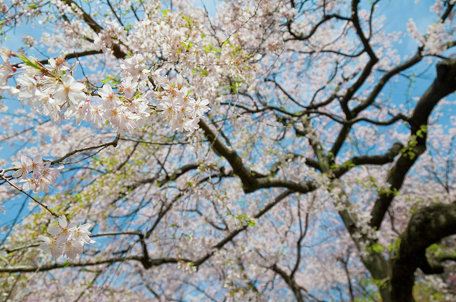 Cherry Blossoms Photograph by Tom Bonaventure