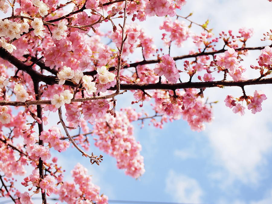 Cherry Blossoms Under Blue Sky Photograph by Neconote - Fine Art America
