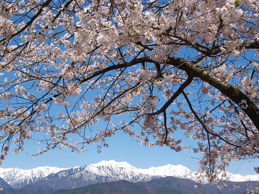 Cherry Blossoms With Japan Alps Photograph by Yasulotus340r