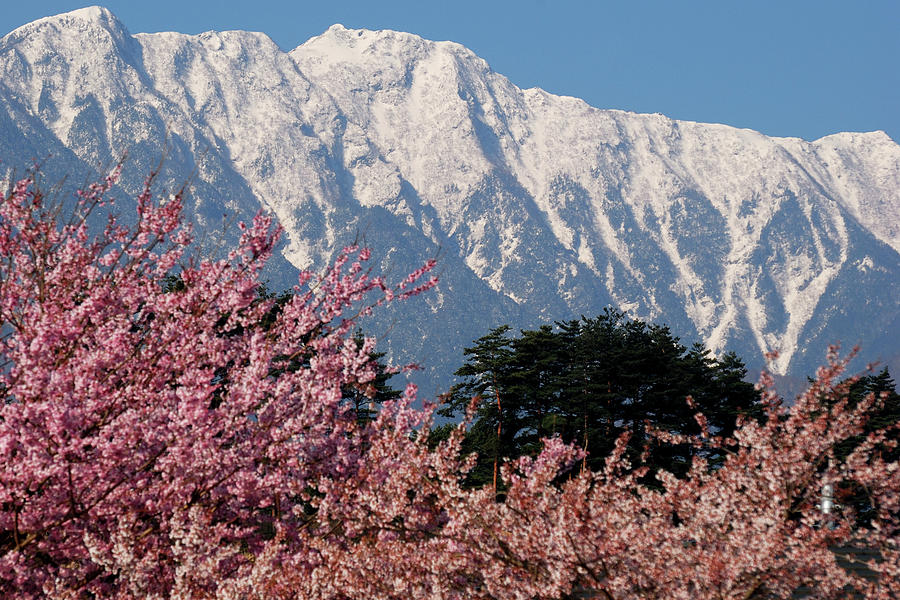 Cherry Blossoms With Mountain Photograph by Yattiworld