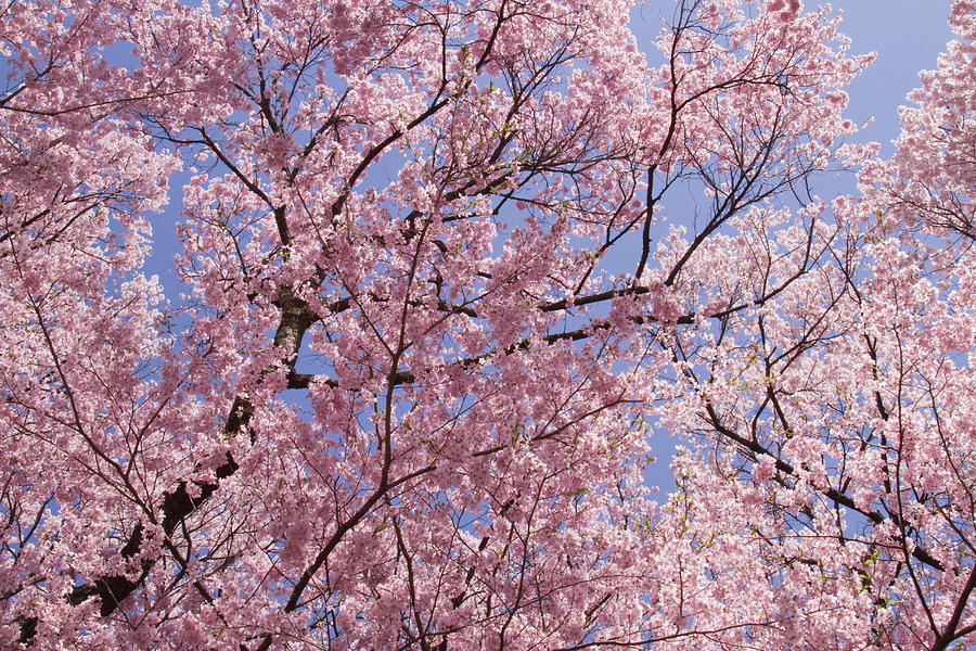 Cherry Blossomscerasus Subhirtella Photograph by Akira Kaede