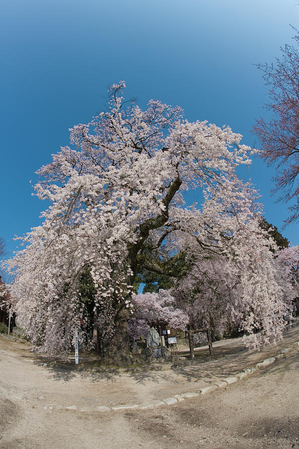 Cherry Blossomsprunus Pendula, Japan Photograph by Akira Kaede