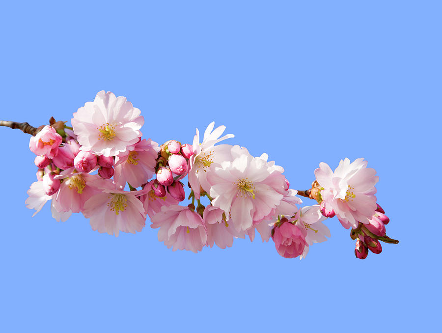 Cherry Blossum Photograph by Brittak