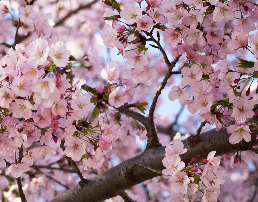 Cherry Blossoms Photograph by Kari Orn | Fine Art America