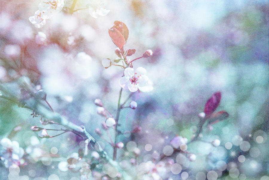Flower Photograph - Cherry Blu 01 by Lightboxjournal