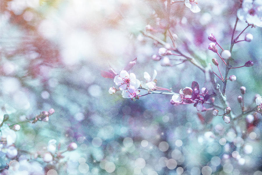Flower Photograph - Cherry Blu 02 by Lightboxjournal