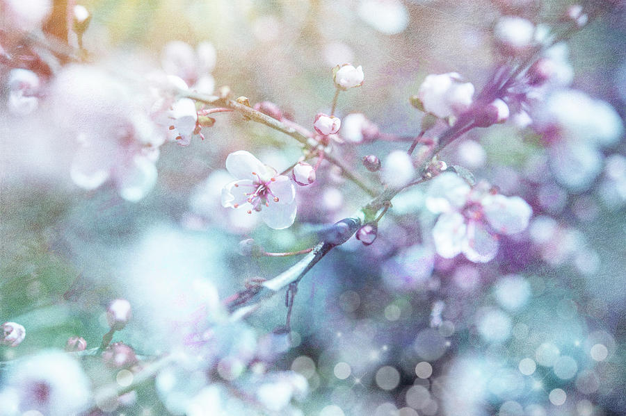 Flower Photograph - Cherry Blu 03 by Lightboxjournal