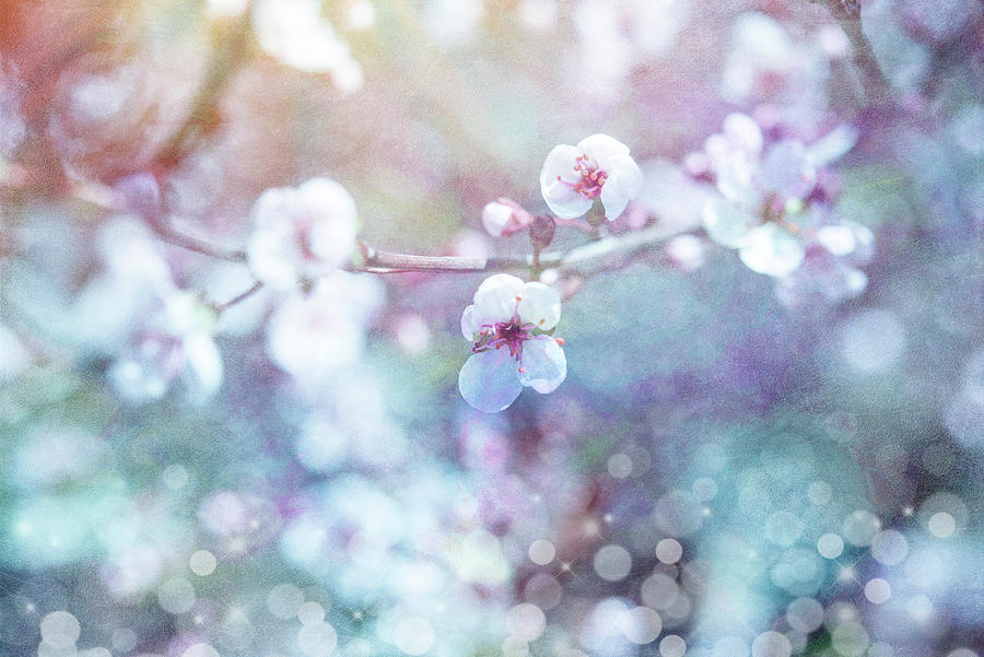 Flower Photograph - Cherry Blu 04 by Lightboxjournal