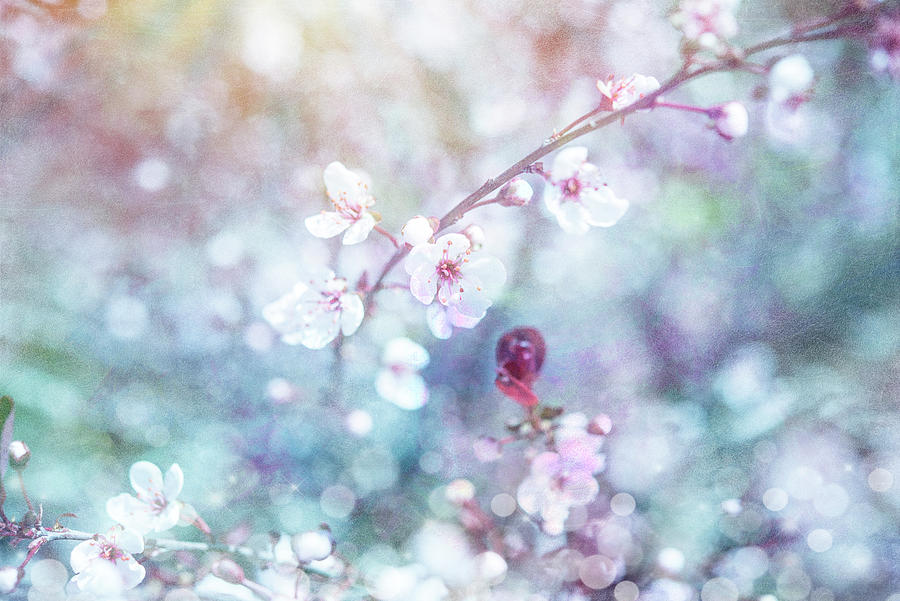 Flower Photograph - Cherry Blu 06 by Lightboxjournal