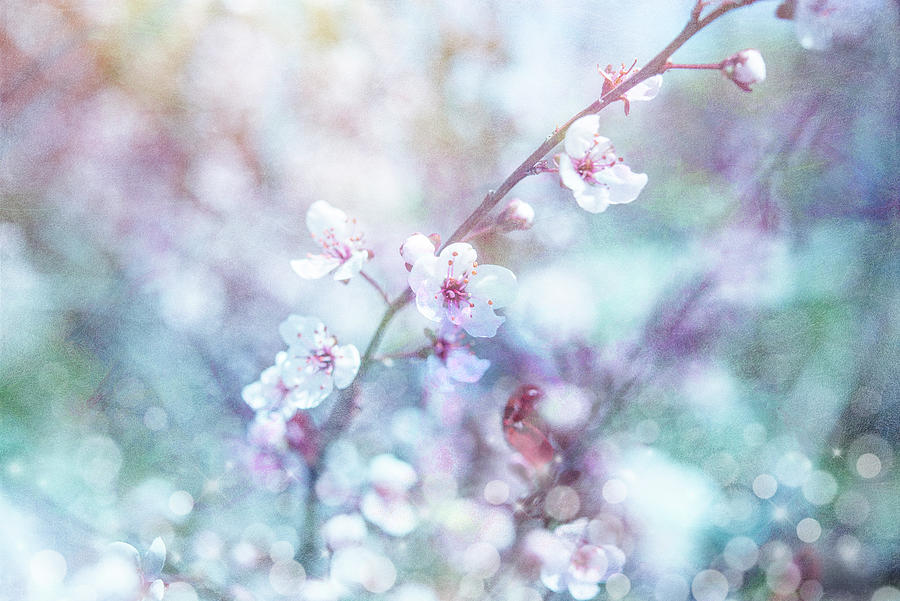 Flower Photograph - Cherry Blu 08 by Lightboxjournal