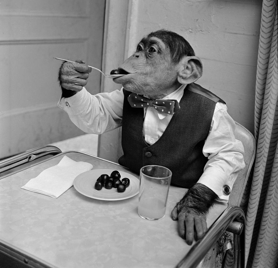 Cherry Chimp Photograph by Vecchio Cherry Chimp Photograph by Vecchio