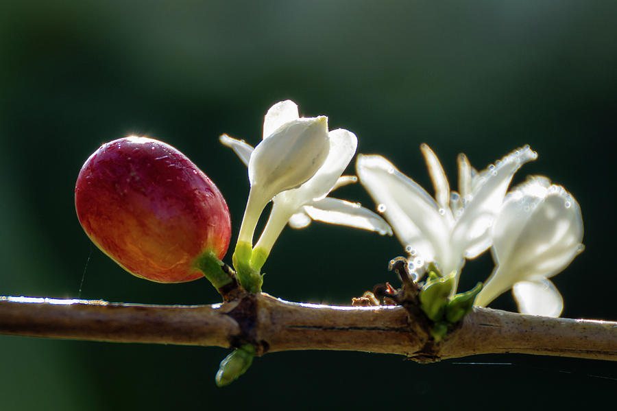 Cherry Coffee Bean And Blossom Coffea Photograph by Alvis Upitis