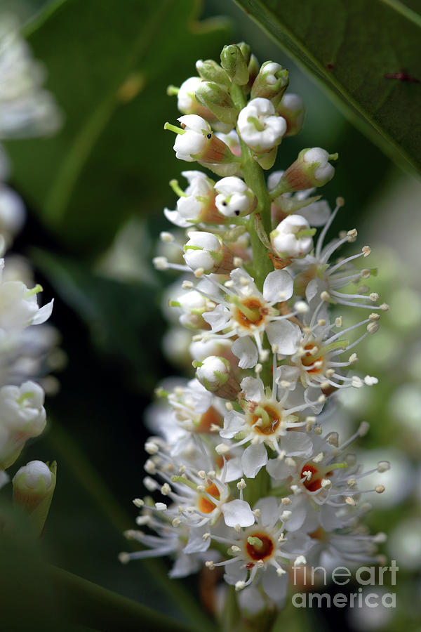 Cherry Laurel (prunus Laurocerasus) Photograph by Dr Keith Wheeler/science Photo Library