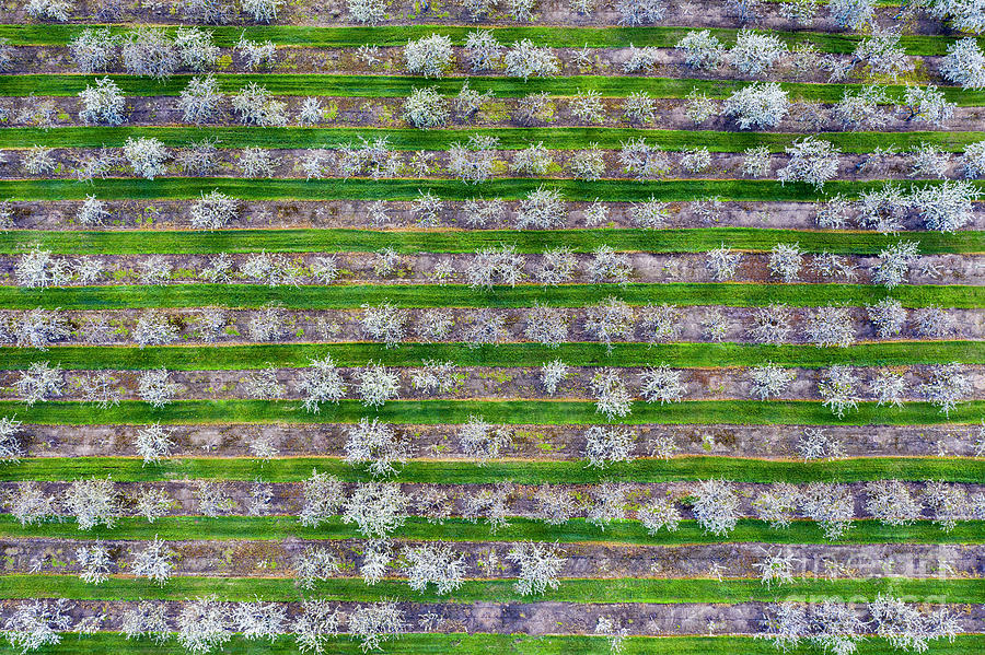 Old Mission Photograph - Cherry Orchard from Above by Twenty Two North Photography