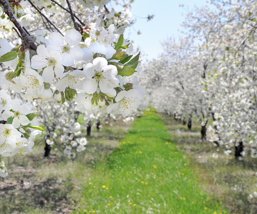 Cherry Orchard In Bloom Photograph by Deb Perry
