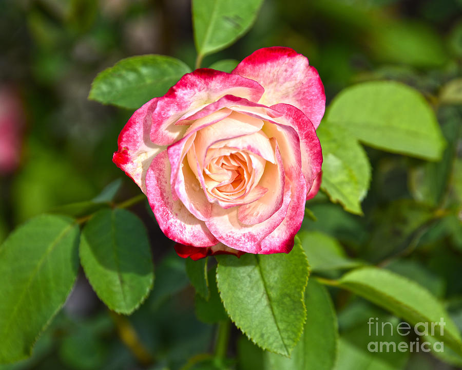 Cherry Parfait Rose Photograph