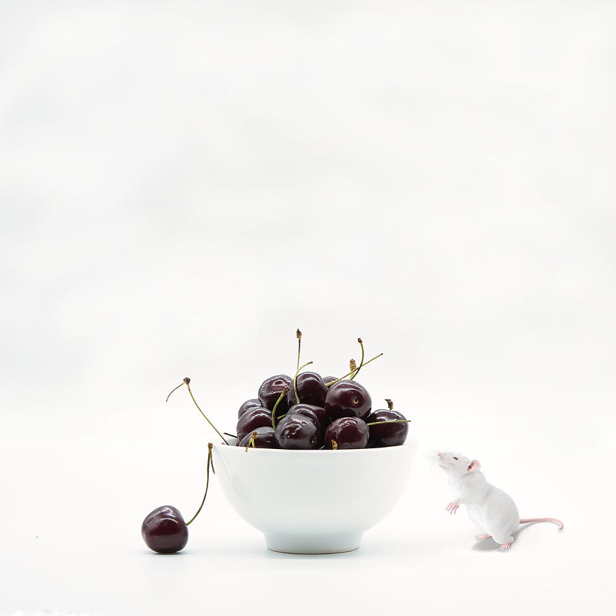 Still Life Photograph - Cherry Passion . by Saskia Dingemans