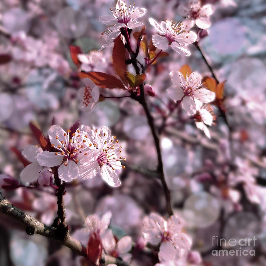 Cherry Plum Tree Pink Photograph by Mira Minerva