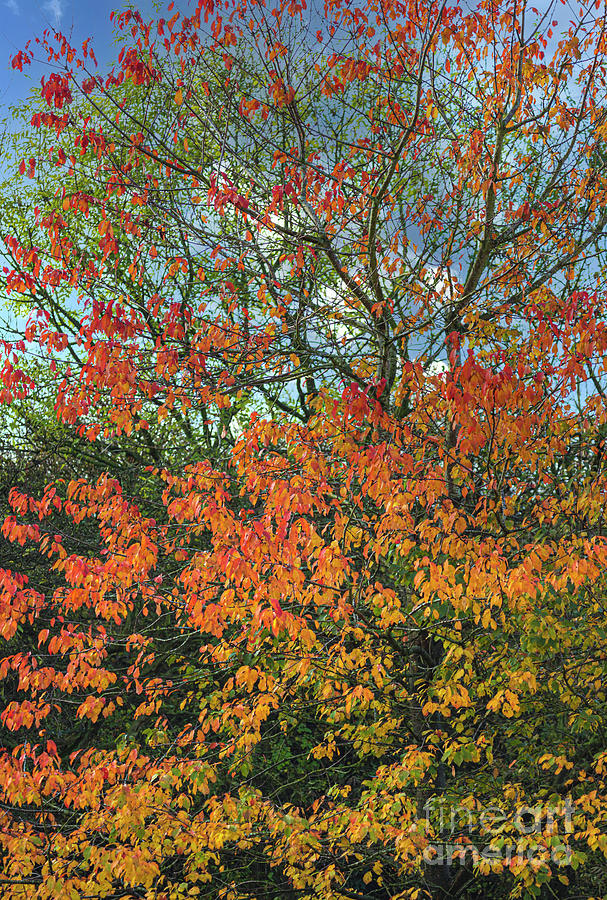 Cherry (prunus Serrulata kanzan) Tree In Autumn Photograph by Ian Gowland/science Photo Library