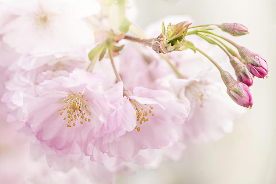 Cherry Spring Photograph by Jacky Parker