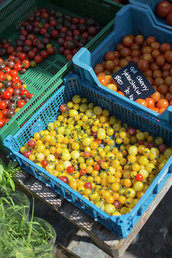 Cherry Tomatoes In Crates At The Torvehallerne Market In Copenhagen Photograph by Anne Faber