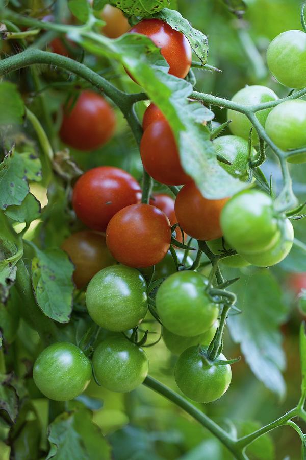 Cherry Tomatoes On The Plant Photograph by Yelena Strokin