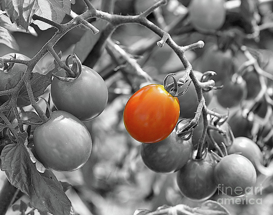 Cherry Tomatoes Partial Color Photograph by Smilin Eyes Treasures